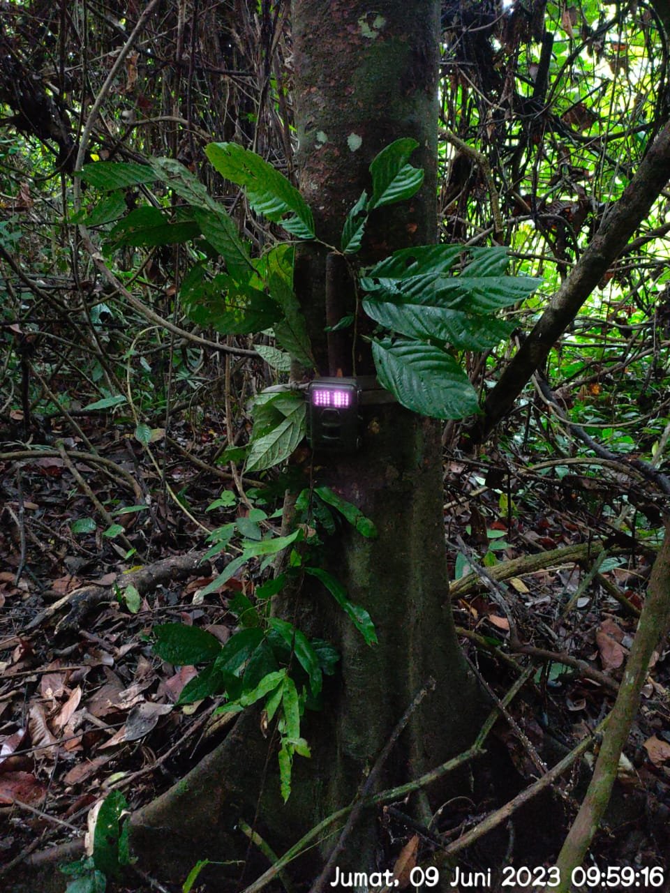 Pemantauan Satwa di PT Itci Hutani Manunggal