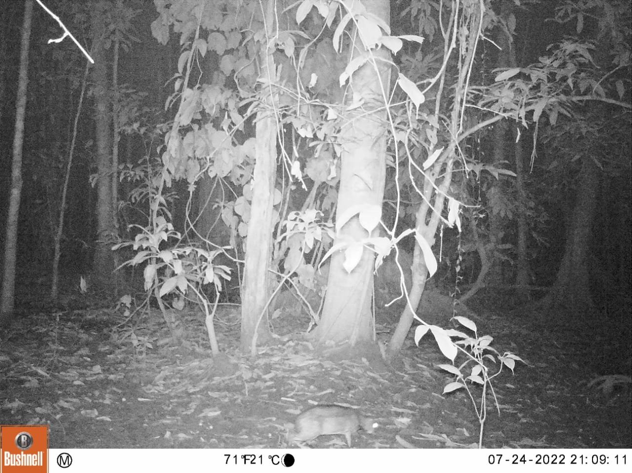 Pemantauan Satwa di PT Itci Hutani Manunggal