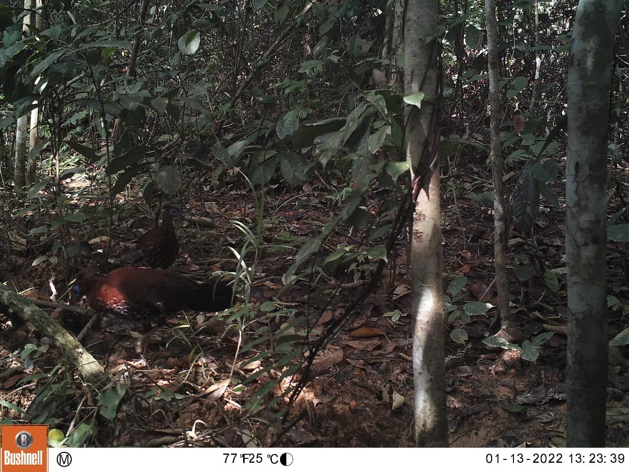 Pemantauan Satwa di PT Itci Hutani Manunggal